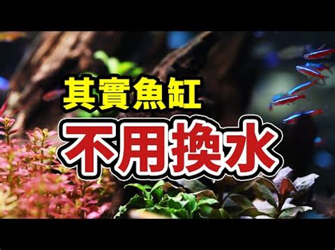 懶人養魚法